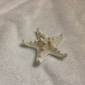 Starfish authentic, vintage Fl 1970’s